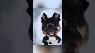 Funny pets | dogs and cats | Episode 41 🤣🤣 #pets #dog #cat #shorts