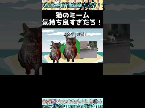 【猫ミーム】猫のミーム気持ち良すぎだろ！【おとわっか】#音mad #catmeme #猫ミーム #猫マニ #おとめっど #おとわっか #気持ち良すぎだろ！