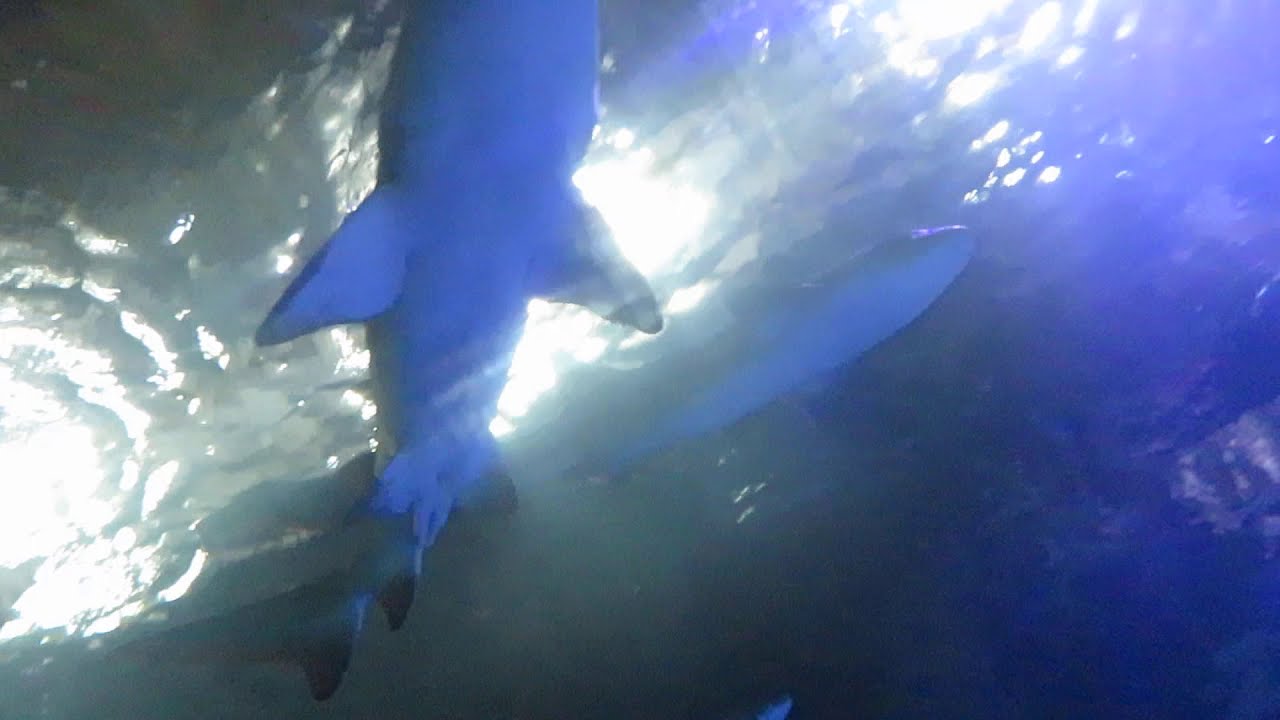 Downtown Aquarium Train Ride in Houston Texas, Subscribe to channel #Canon #aquarium