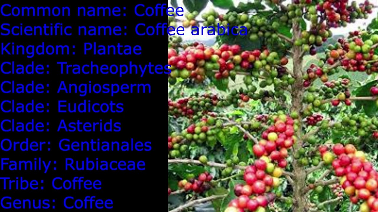 Scientific name of coffee/ Coffee plant ka vegysnik name/ #short  #scientificname #coffee