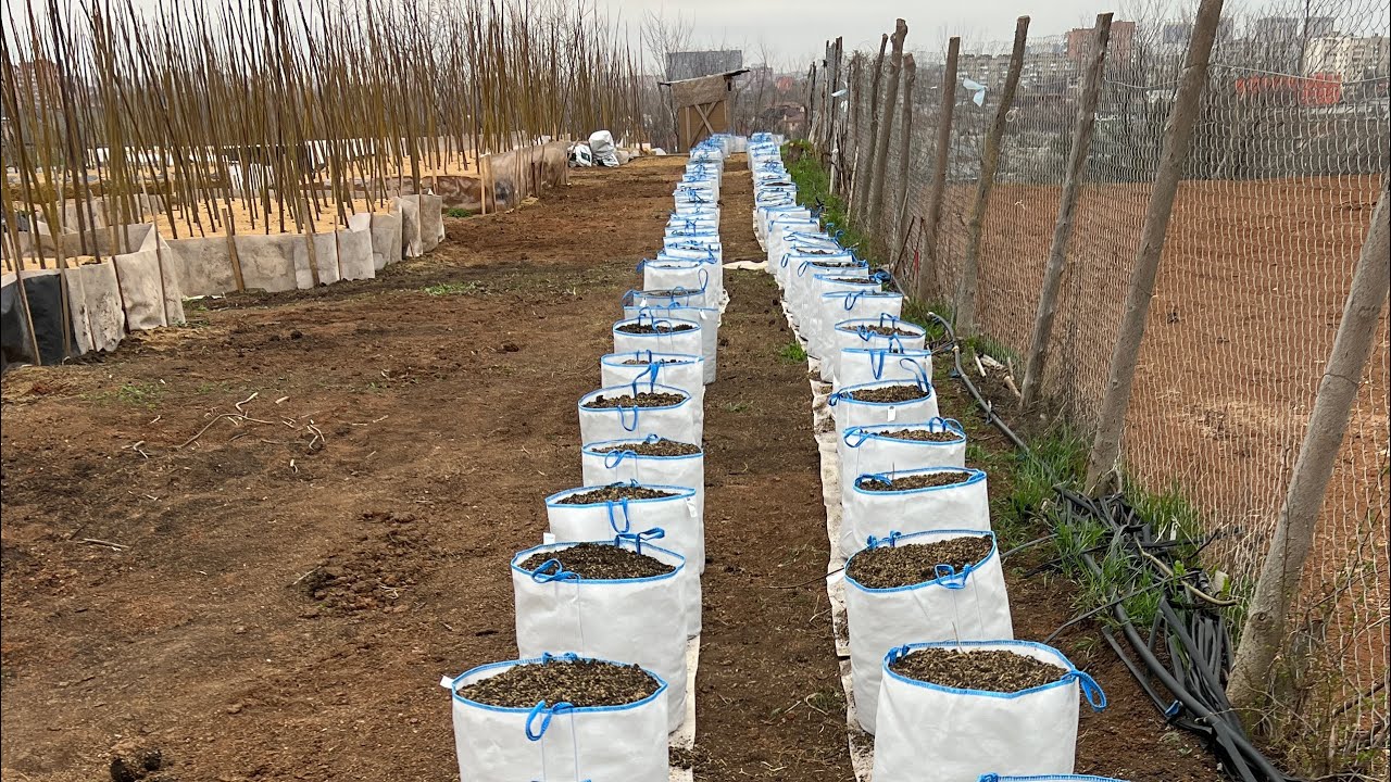 Как высадить крупный саженец павловнии из мягкого контейнера