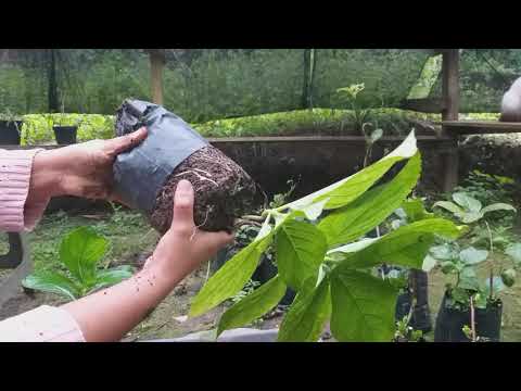 Vídeo: Usando fertilizante de hortênsia - quando e como fertilizar hortênsia
