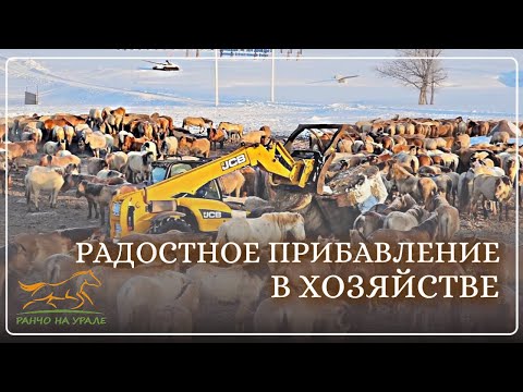 Разведение лошадей как бизнес/ У нас произошло радостное событие/ Коневодство в россии