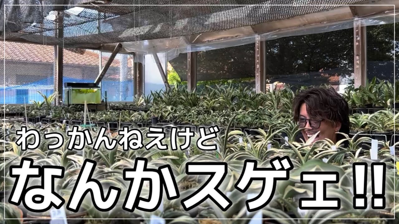 【アガベ沼の次は...】もっと早く知りたかった万年青の世界