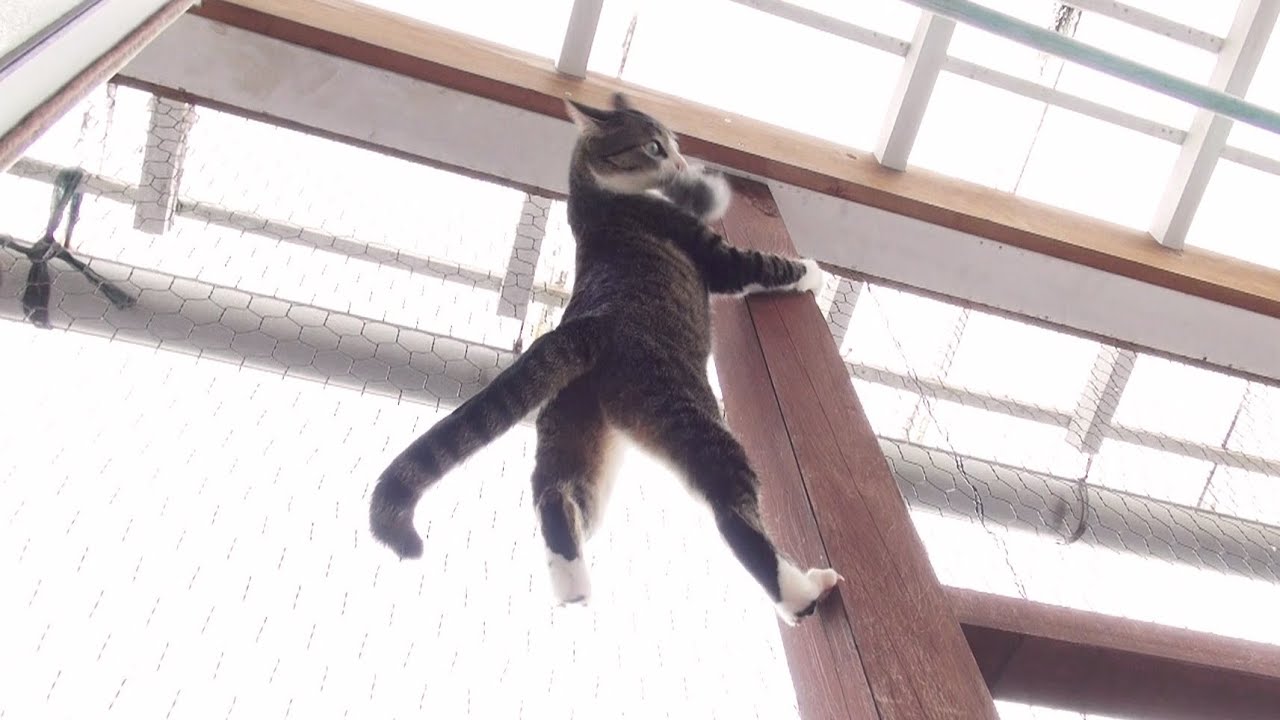 んでりく - Spider Ohagi -