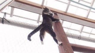 んでりく - Spider Ohagi -