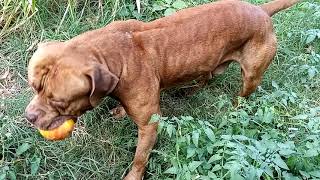 vegan pit bull eats out of the garden by Aftershock American bully 63 views 2 years ago 2 minutes, 24 seconds