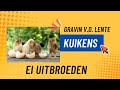 gravin van de lente; ei uitbroeden; kuikens #lentekriebels #kuiken