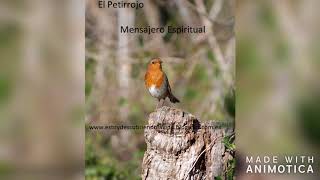 Petirrojo. Mensajero Espiritual