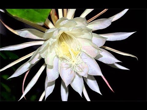 Kadupul (Epiphyllum oxypetalum) Dama da noite FLOR MAIS CARA DO MUNDO ...