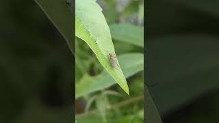 A common house mosquito resting on a leaf  #mosquito #insects #animals #shorts