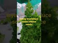 Trying to produce lettuce seeds at home #hydroponics #backyardgardening