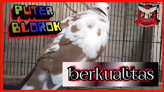 Suara burung PUTER WARNA ( puter blorok berkualitas )