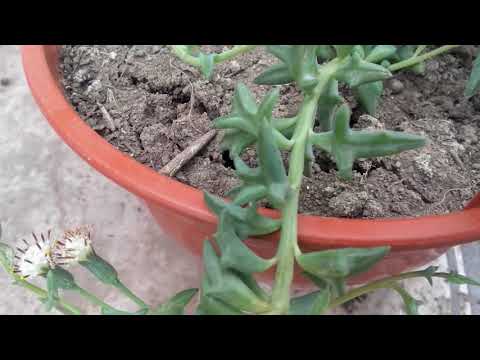 Suculenta Delfín!!/ SENECIO PEREGRINUS @viveropasionsuculenta6245