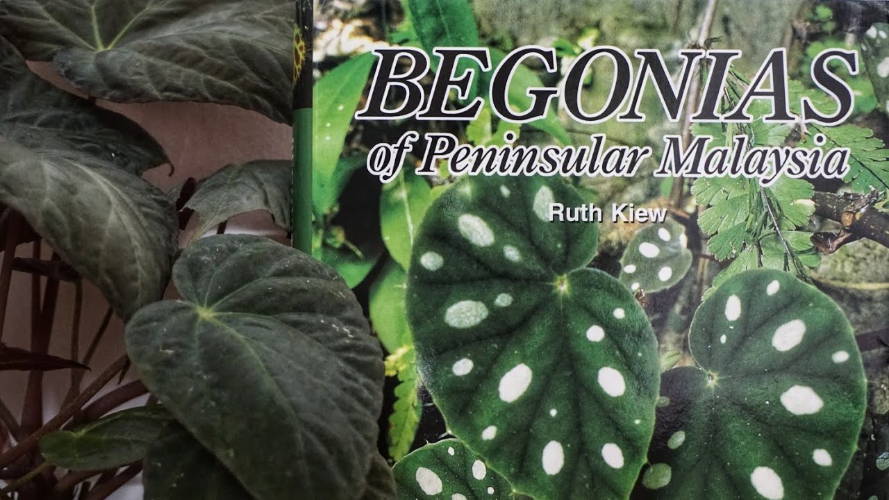Begonia Guide Book : Begonias of Peninsular malaysia (Malaysian