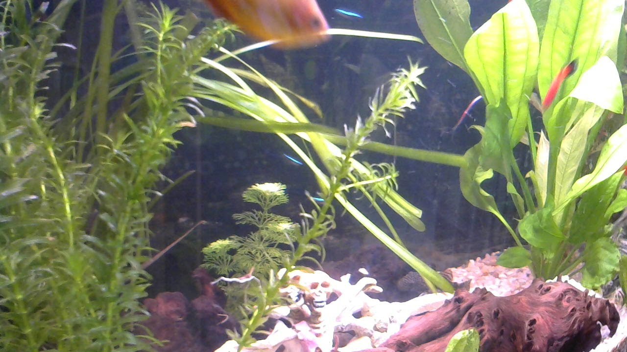 lIVE AQUARIUM YouTube