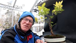 Pruning My Oldest lemon Tree, The Bonsai Zone, Feb 2026