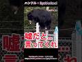 [衝撃]クマの分厚い皮膚 VS 有刺鉄線#熊 #animals #動物 #面白い