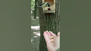Синицы / Birds