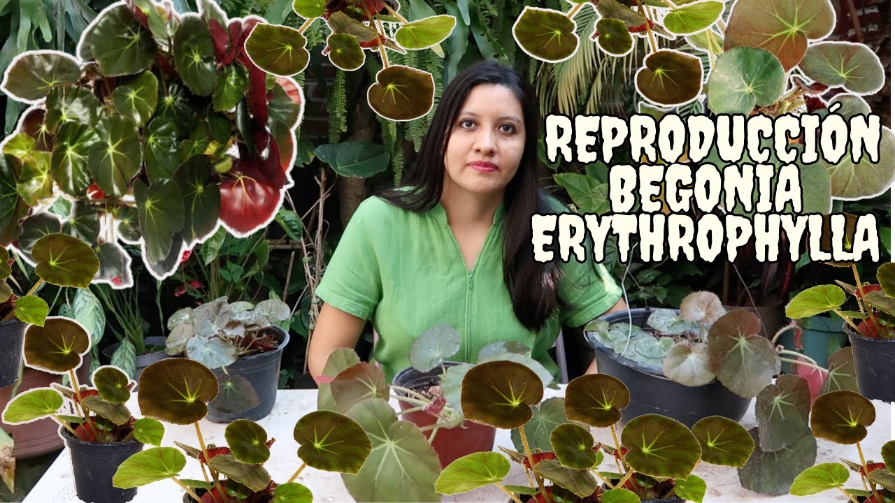 ¡Reproduce tu #begonia #erythrophylla por estos métodos! // Bellas Begonia bistec 🌹