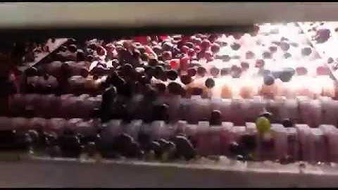 AUTOMATIC GRAPES SELECTION LINE /LINEA DI SELEZIONE UVA AUTOMATICA