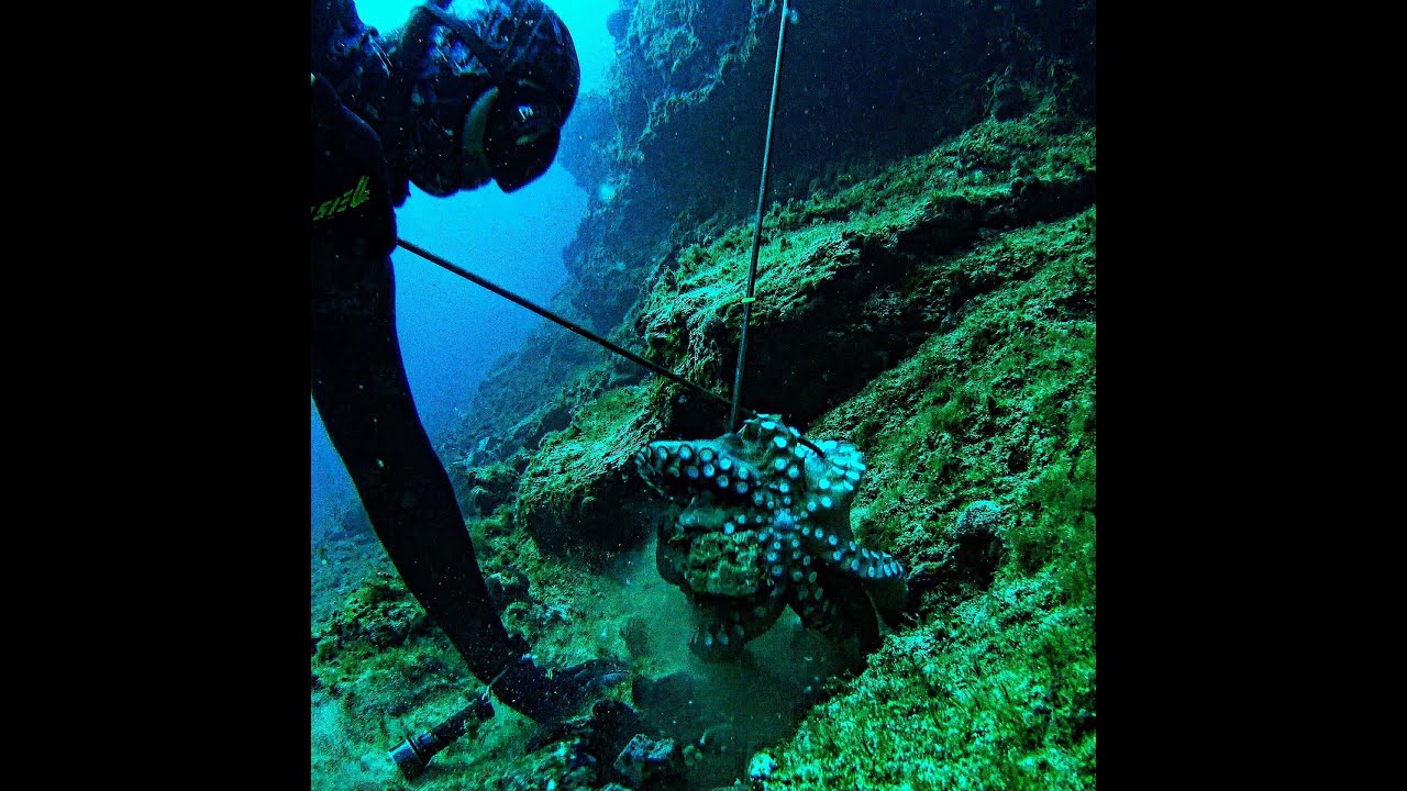 Χταπόδι τερας με άρπαξε!!!  Monster Octopus  grabbed me👻 👽  !!! Spearfishing_elite_pro!!!! 2023 #4k