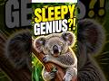 KOALA Facts That Will Surprise You Cute but Strange Animal!
