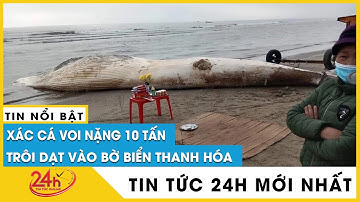 Xác cá voi dài 7m nặng gần 10 tấn bất ngờ trôi dạt bờ biển Tiên Trang của tỉnh Thanh Hóa | Tv24h