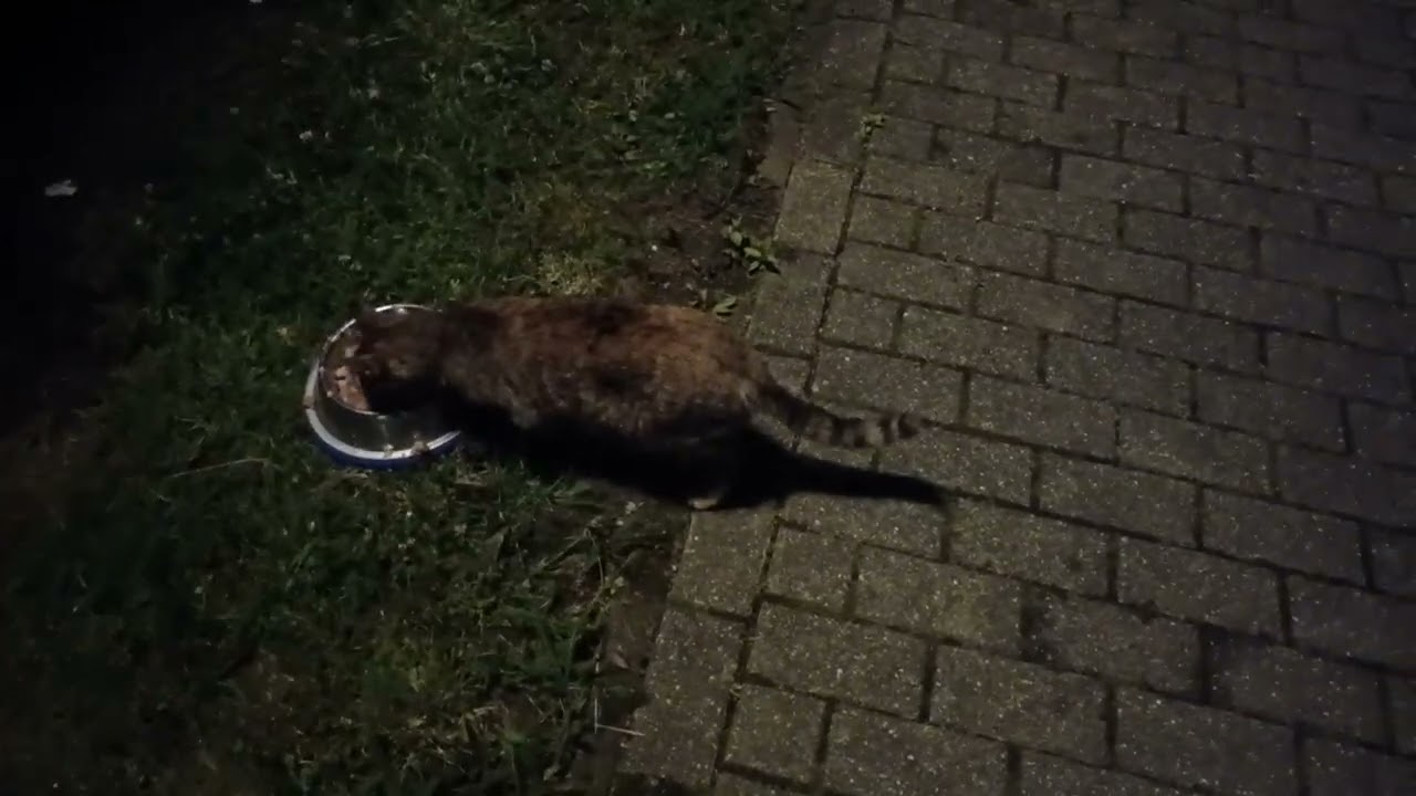 20240703 000144 feeding neutered tame female cats to bait the non neutered male cat 2