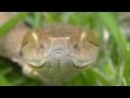How To Get Rid Of Copperhead Snakes