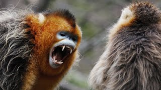 Snub Nosed Monkey Fights to Protect Family | 4K UHD | China: Nature