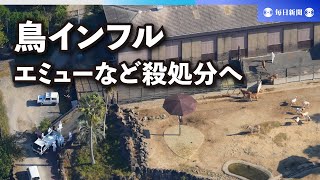 アドベンチャーワールドで鳥インフル　ダチョウやエミュー殺処分へ