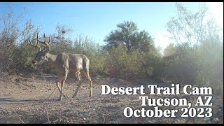 Desert Trail Cam, Tucson, AZ - October 23 - Tailless coyote, new cam location, &amp; bobcat Emma Claire.