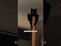 Kucing Hitam Pembawa Sial? Mitos atau Fakta?