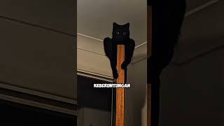 Kucing Hitam Pembawa Sial? Mitos atau Fakta?