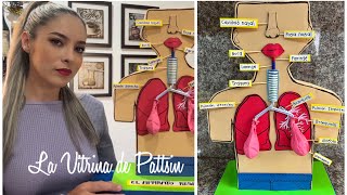 Maqueta del sistema respiratorio paso a paso #sistemarespiratorio #aparatorespiratorio