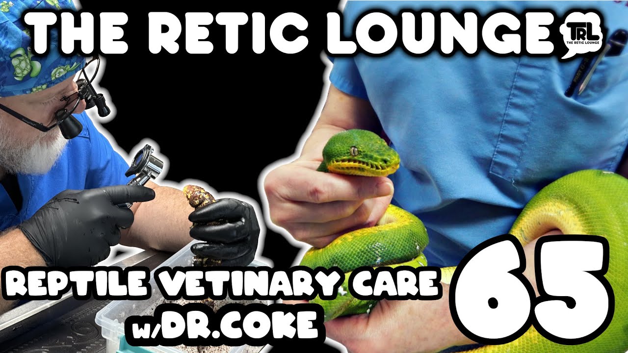 Reptile Veterinarian Care With Dr. Rob Coke of The San Antonio Zoo