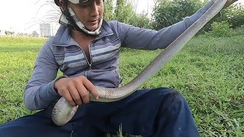 giăng lưới rắn bỏ một ngày không đi thăm và cái kết