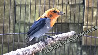 Pancingan burung KEMADE jantan betina BAHAN agar cepat bunyi berkicau GACOR dor ngeder nembak NGALAS