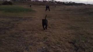 Nero Staffordshire Bull Terrier