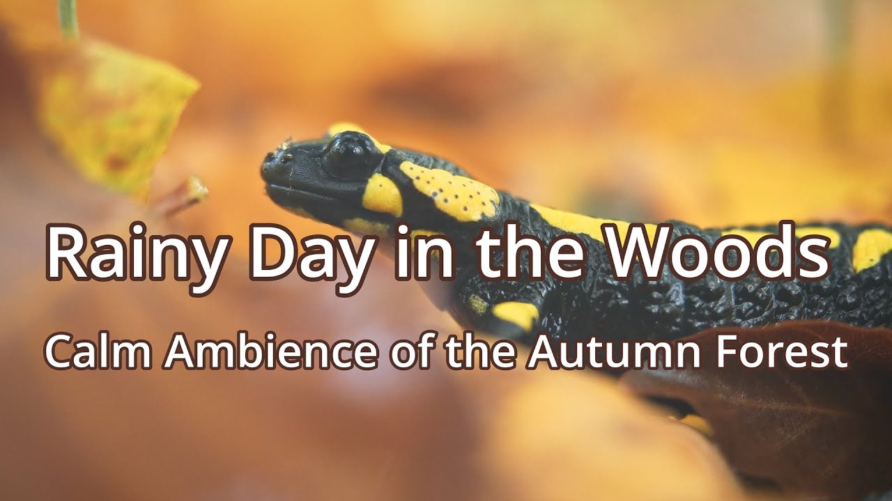 Rainy Autumn Forest – 4K Nature Ambience with Soft Rain, Birds & Salamanders – Deep Relaxation