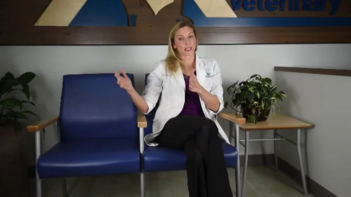 Grain Free Diets for Dogs