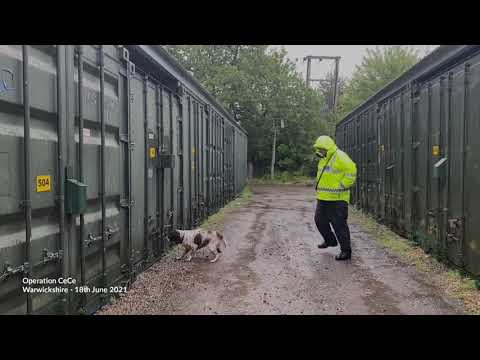 Scamp finds shipping container with £100,000 of illegal tobacco