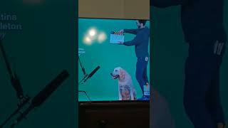 Rex the Labrador Dog in Pendleton Law Team 2025 Commercial #dog #doglove #labradorretriever