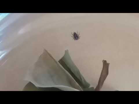 Видео: Къде живее кръстосаният паяк?