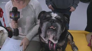 Bulldog beauty pageant benefits animal rescues