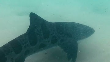 Close encounter with a leopard shark
