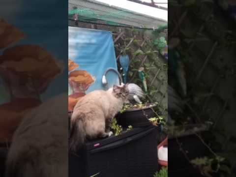 Video: Heilige Birmaanse Kat - Die Vergestalting Van Genade En Skoonheid