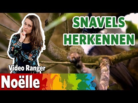 Video: Welk dier eet snavels?