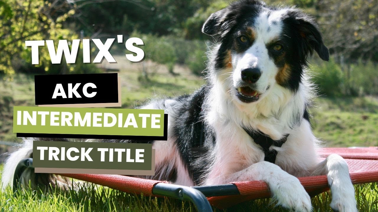 twix-akc-intermediate-trick-title-youtube